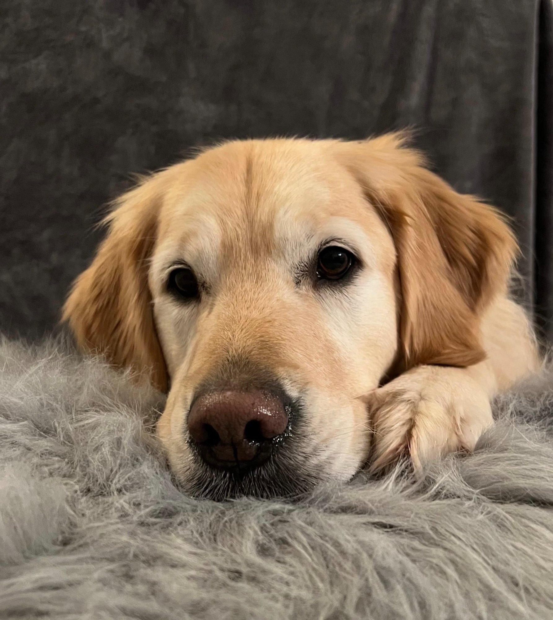 Liebevolle Betreuung in der Tierarztpraxis